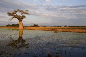 きちんと整備された稲作圃場（タンザニア）