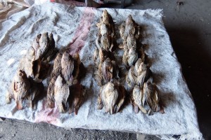 ザンビアで売られている干した魚